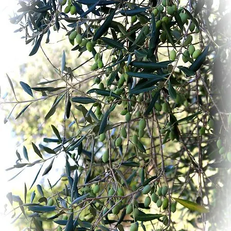 Adriana Apartamento *